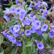 Image result for Lungenkraut