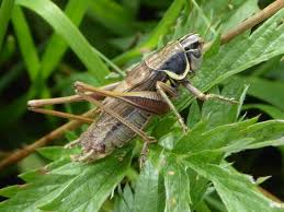 Attēlu rezultāti vaicājumam “Metrioptera roeselii”