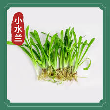 「扭蘭」的圖片搜尋結果