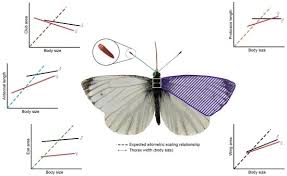 Attēlu rezultāti vaicājumam “Pieris napi underside”