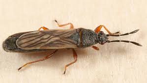 Attēlu rezultāti vaicājumam “Lygaeidae”