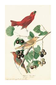 Image result for Piranga rubra