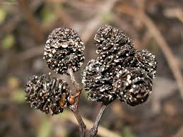 Attēlu rezultāti vaicājumam “Mollisia amenticola”