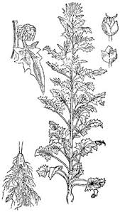 Image result for chenopodium foliosum