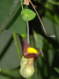 Attēlu rezultāti vaicājumam “Aristolochia durior flower”