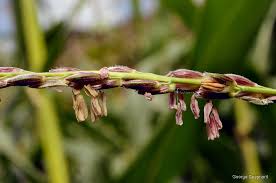 Attēlu rezultāti vaicājumam “Zea mays female flower”