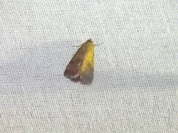 Attēlu rezultāti vaicājumam “Phytometra viridaria”