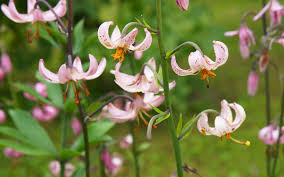 Image result for Lilium martagon `Manitoba Fox`