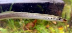 Image result for Lampetra fluviatilis