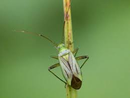 Attēlu rezultāti vaicājumam “Adelphocoris quadripunctatus imago”