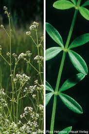 Attēlu rezultāti vaicājumam “Galium elongatum leaf”