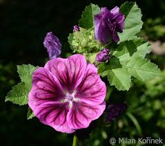 Image result for Malva sylvestris var. mauritiana