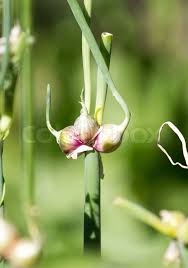 Attēlu rezultāti vaicājumam “Allium cepa bud”