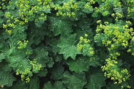 Image result for Alchemilla mollis