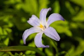 Attēlu rezultāti vaicājumam “Scilla luciliae”