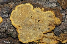 Attēlu rezultāti vaicājumam “Phellinus nigrolimitatus”