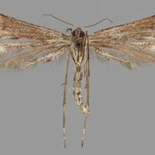 Attēlu rezultāti vaicājumam “Platyptilia tesseradactyla”