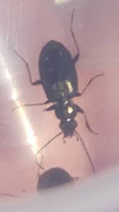 Attēlu rezultāti vaicājumam “Loricera pilicornis”