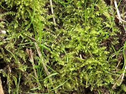 Attēlu rezultāti vaicājumam “Eurhynchium hians”