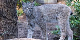 Afbeeldingsresultaat voor lynx