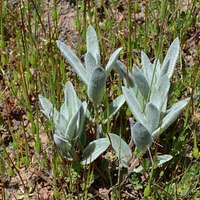 Attēlu rezultāti vaicājumam “Pohlia annotina”