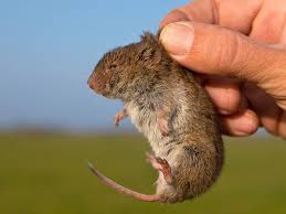 Attēlu rezultāti vaicājumam “Microtus agrestis”