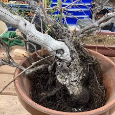 Image result for parthenocissus bonsai