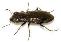 Attēlu rezultāti vaicājumam “Notiophilus germinyi”