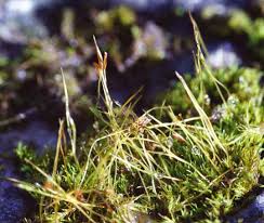 Attēlu rezultāti vaicājumam “Campylophyllum calcareum sporophyte”