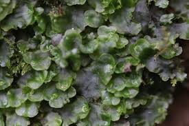 Attēlu rezultāti vaicājumam “Pellia epiphylla”