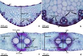 Attēlu rezultāti vaicājumam “Zea mays leaf”