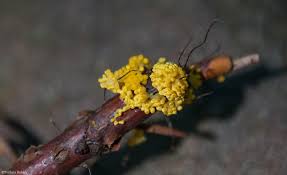 Attēlu rezultāti vaicājumam “Physaraceae”