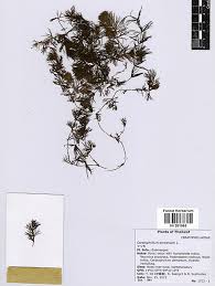 Attēlu rezultāti vaicājumam “Ceratophyllaceae”