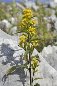 Attēlu rezultāti vaicājumam “Solidago virgaurea bud”