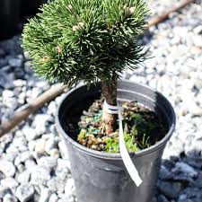 Attēlu rezultāti vaicājumam “Pinus mugo”