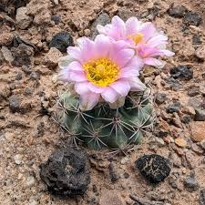 Attēlu rezultāti vaicājumam “Carex globularis flower”