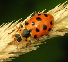 Attēlu rezultāti vaicājumam “Hippodamia tredecimpunctata”