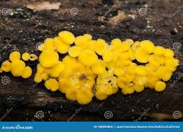 Attēlu rezultāti vaicājumam “Bisporella citrina”