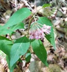 Attēlu rezultāti vaicājumam “Asclepiadaceae”