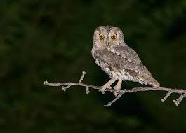 Image result for Otus scops