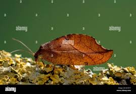 Attēlu rezultāti vaicājumam “Drepanepteryx phalaenoides”