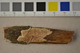 Attēlu rezultāti vaicājumam “Antrodia pulvinascens”