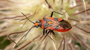 Attēlu rezultāti vaicājumam “Corizus hyoscyami”