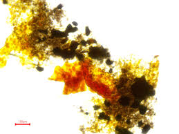 Attēlu rezultāti vaicājumam “Physarum braunianum young”