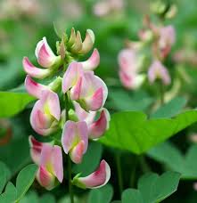 Image result for Lotus tetragonolobus