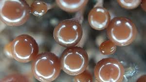 Attēlu rezultāti vaicājumam “Hemitrichia calyculata stalked”