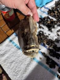 Image result for Hyporthodus quernus