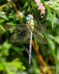 Attēlu rezultāti vaicājumam “Aeshna viridis”