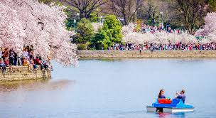 Image result for "cherry blossom" washington
