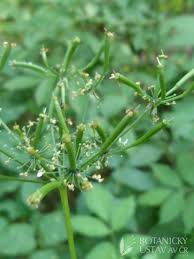 Attēlu rezultāti vaicājumam “Chaerophyllum aromaticum fruit”